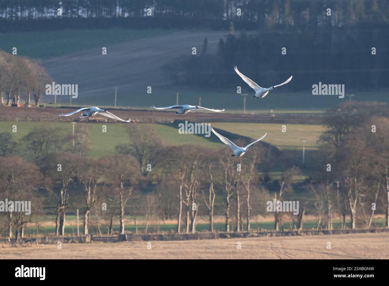 Quattro cigni muti (Cygnus olor) che volano sul lago di Skene la mattina presto in inverno Foto Stock