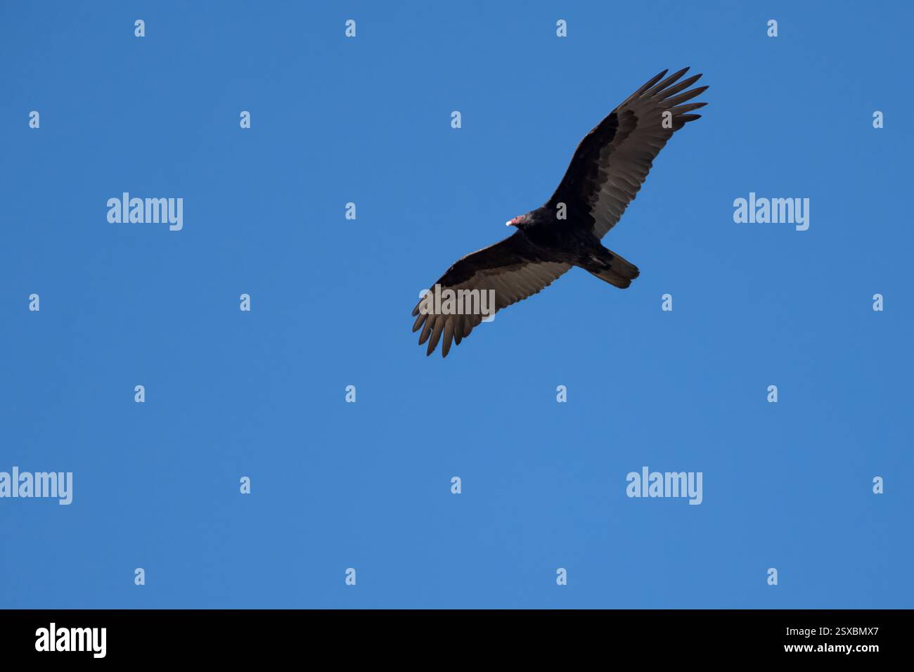 Il grande uccello di tacchino ha un'ampia sponda alare mentre si libra nel cielo in volo. Foto Stock
