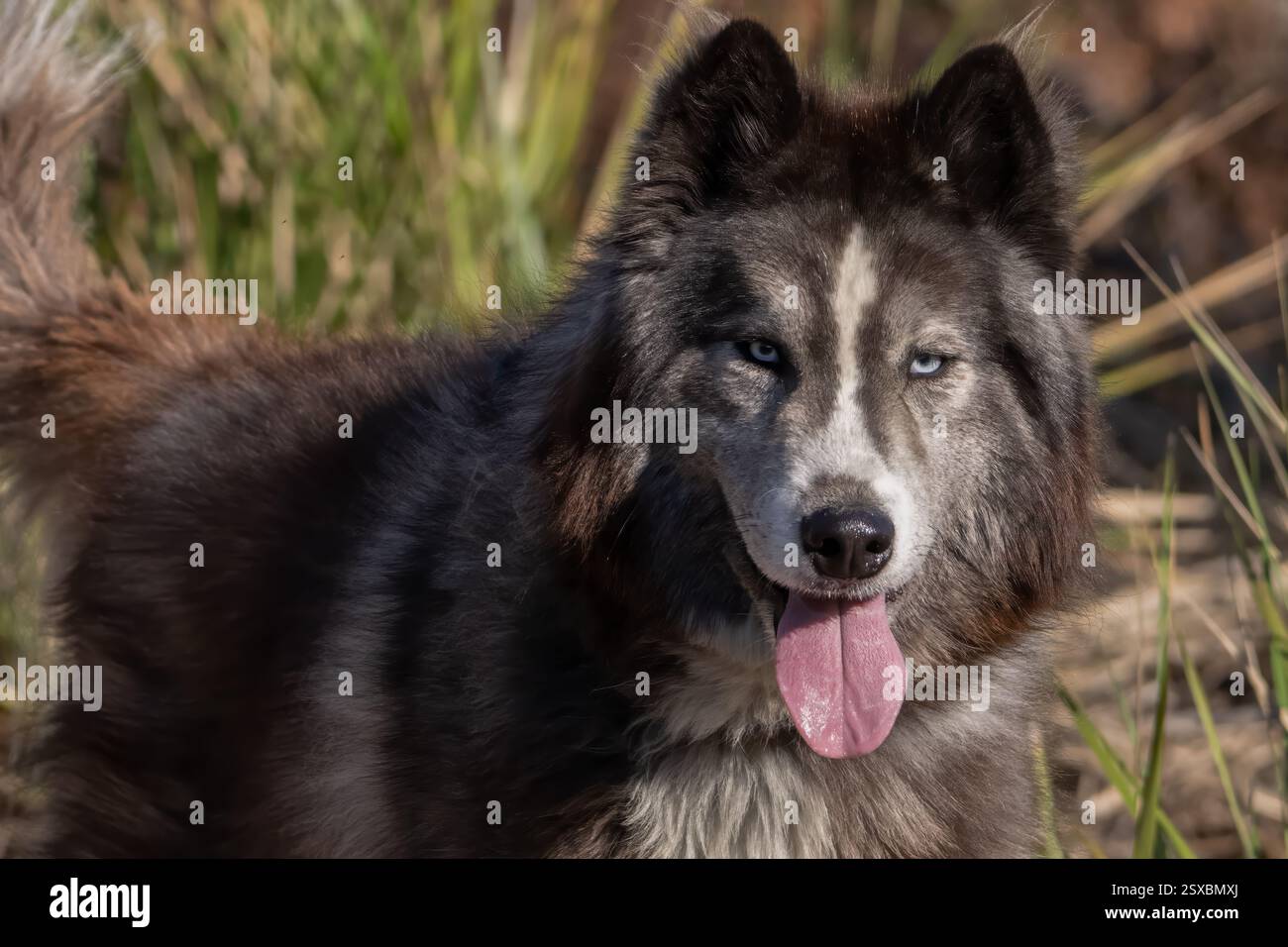 Cane malamuto con un morbido cappotto peloso, occhi blu e lingua che sporgono mentre si esce sul sentiero escursionistico. Foto Stock