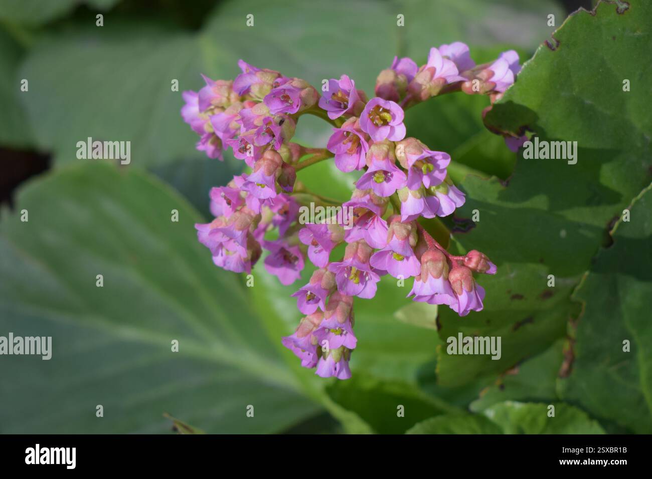 Un gruppo di fiori rosa con centri gialli, circondati da foglie verdi. I fiori che crescono su un solo stelo. Bergenia crassifilia. Bergenia Bloom Foto Stock