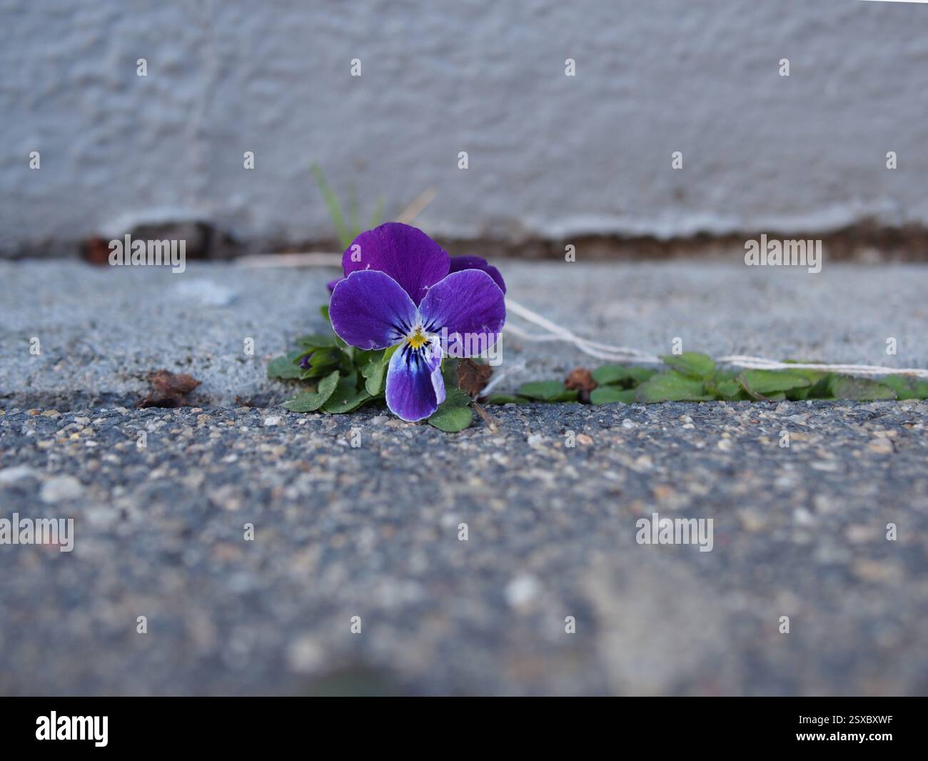 Una singola pansia con corna viola o viola con corna (viola cornuta) che si sviluppa tra il cemento su un marciapiede. Bonn, Germania. Concetto: Resilienza, persistenza, Foto Stock