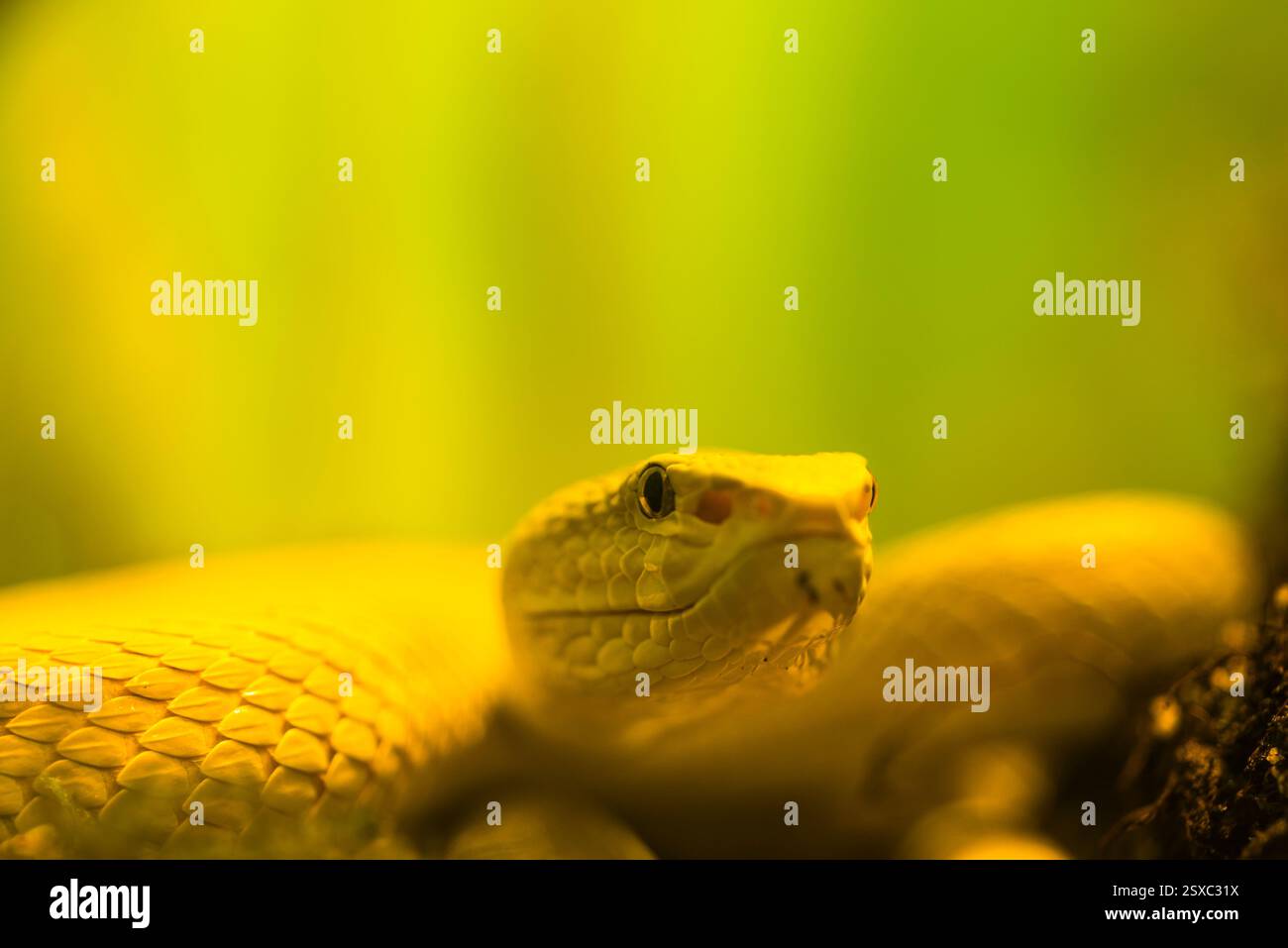 Primo piano di una vivace testa di serpente gialla su uno sfondo verde morbido Foto Stock