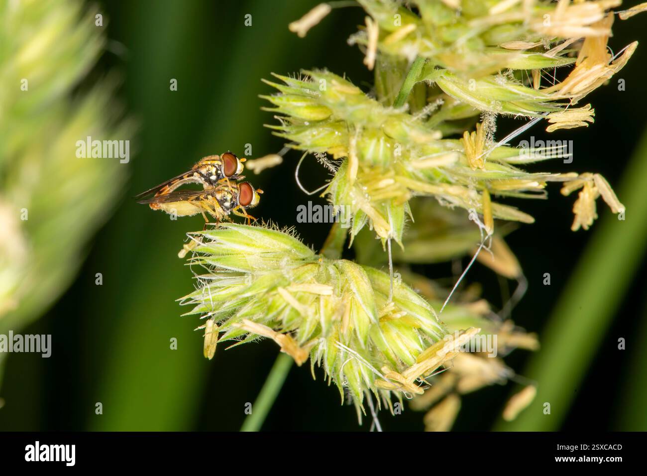 Lansing, Kansas. Percorso di Angel Falls. Un paio di mosche calligrafiche marginate, Toxomerus marginatus che si accoppiano su una pianta. Foto Stock