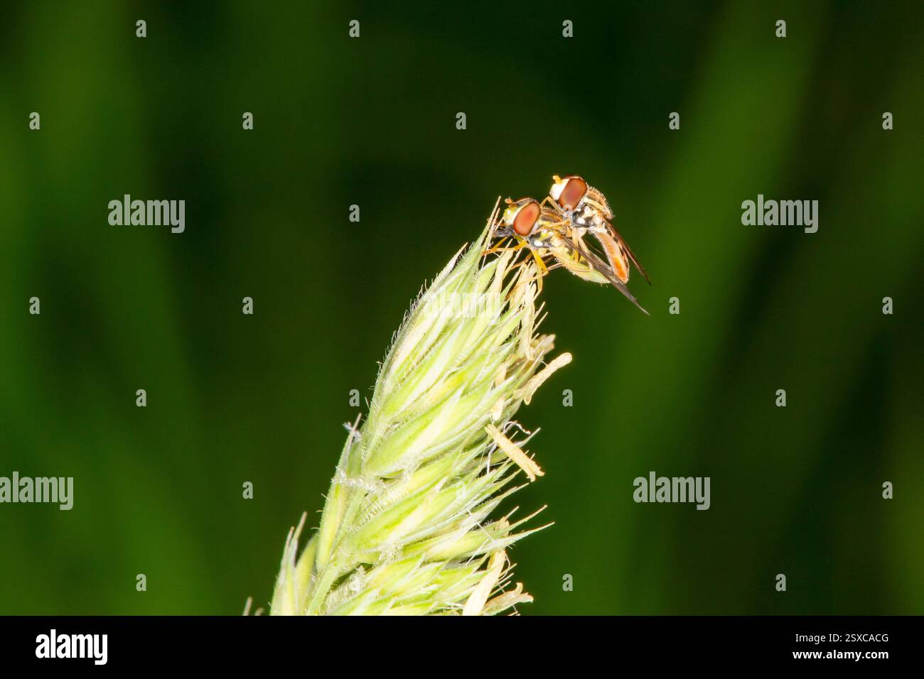 Lansing, Kansas. Percorso di Angel Falls. Un paio di mosche calligrafiche marginate, Toxomerus marginatus che si accoppiano su una pianta. Foto Stock