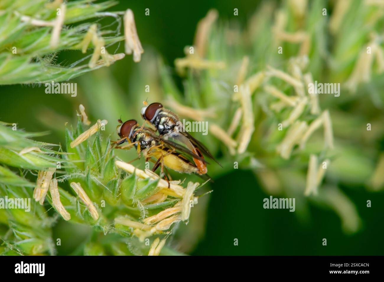 Lansing, Kansas. Percorso di Angel Falls. Un paio di mosche calligrafiche marginate, Toxomerus marginatus che si accoppiano su una pianta. Foto Stock
