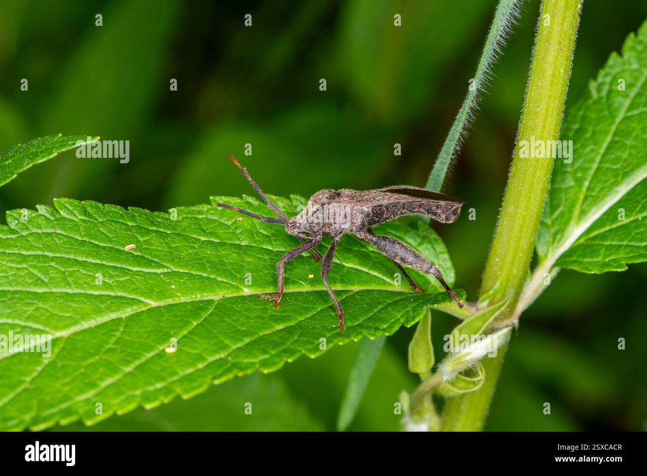 Lansing, Kansas. Percorso di Angel Falls. Bug dalle zampe di foglie, Acanthocephala terminalis poggiato su foglie di piante verdi. Foto Stock