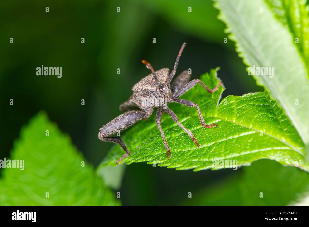 Lansing, Kansas. Percorso di Angel Falls. Bug dai piedi delle foglie, Acanthocephala terminalis poggiato su foglie verdi e guardando la fotocamera. Foto Stock