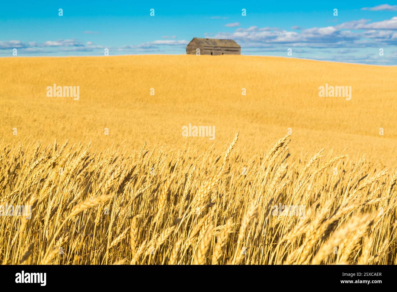 Campo di erba alta con una piccola casa in lontananza. La casa è vecchia e fatta di legno Foto Stock