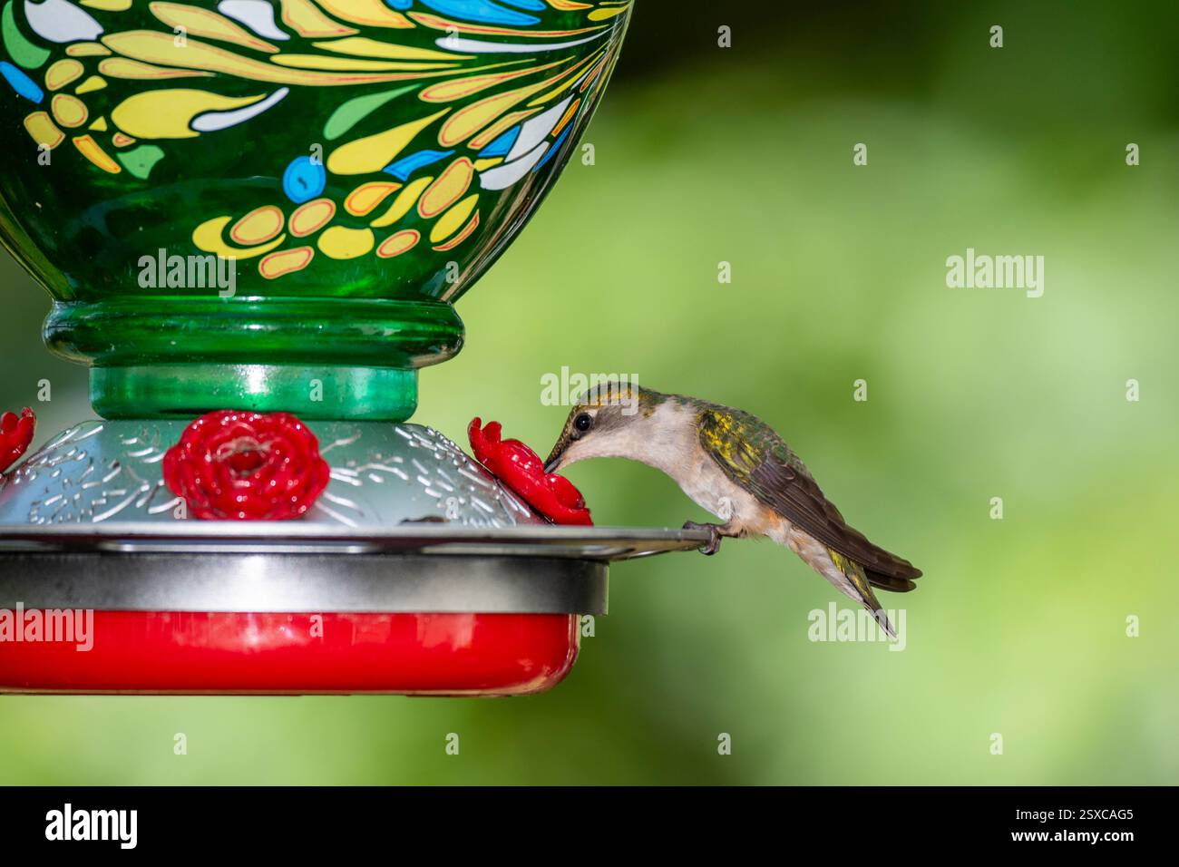 Danbury, Wisconsin. Colibrì femmina dalla gola rubina, Archilochus colubris, che si nutre da un alimento per uccelli. Foto Stock