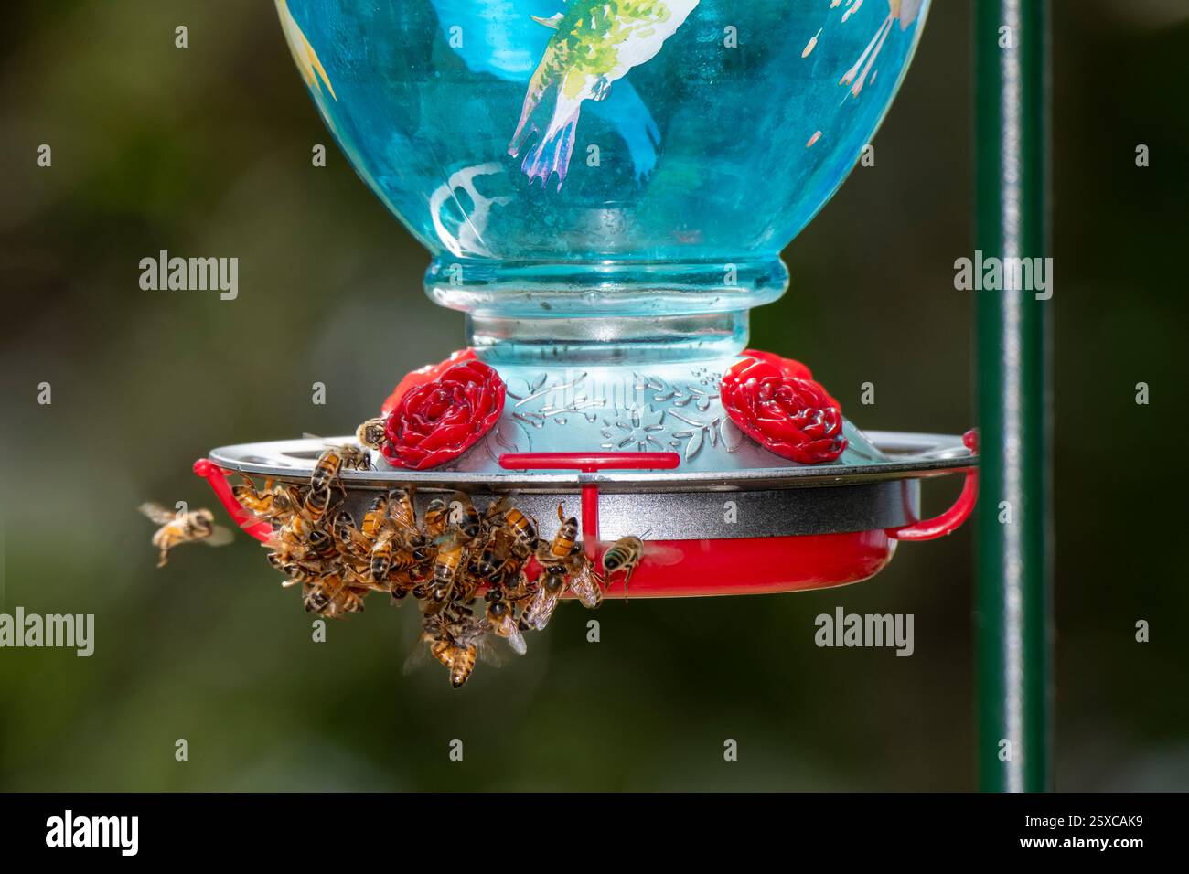 Danbury, Wisconsin. Le api mellifere scivolano su un alimento di colibrì per il nettare dolce Foto Stock