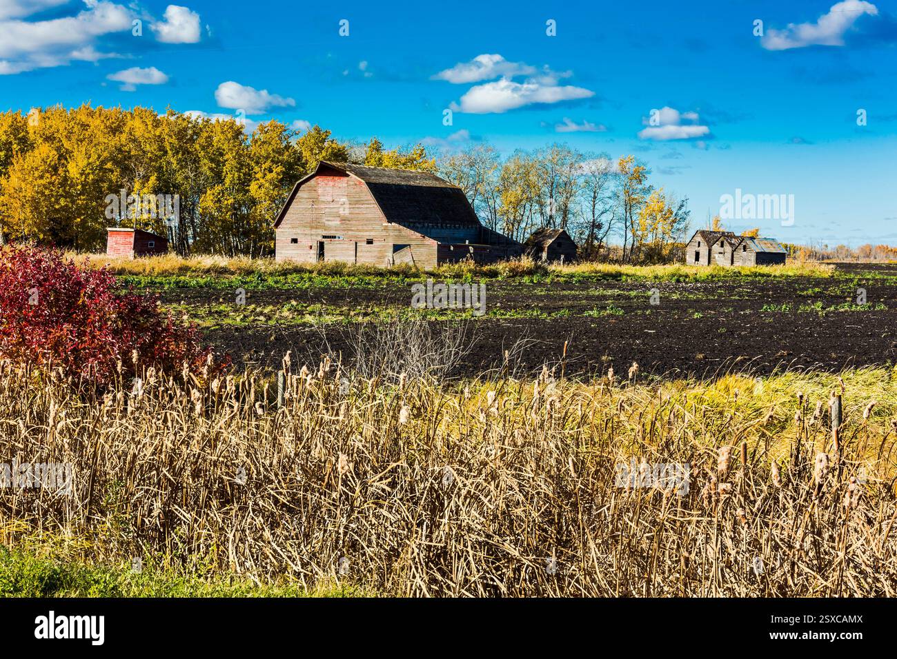 Fattoria con un fienile rosso e un grande campo di erba gialla. Il fienile è vecchio e il campo è asciutto Foto Stock