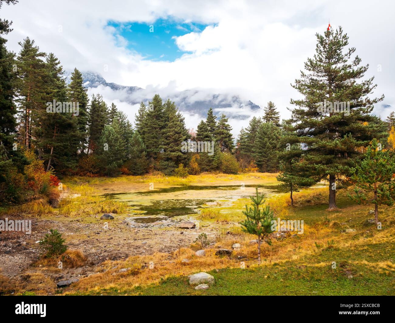 Splendido sfondo di alberi autunnali, paesaggio naturale a ottobre. Pino verde vicino allo stagno con foglie gialle cadenti al parco sul cielo nebbioso e. Foto Stock