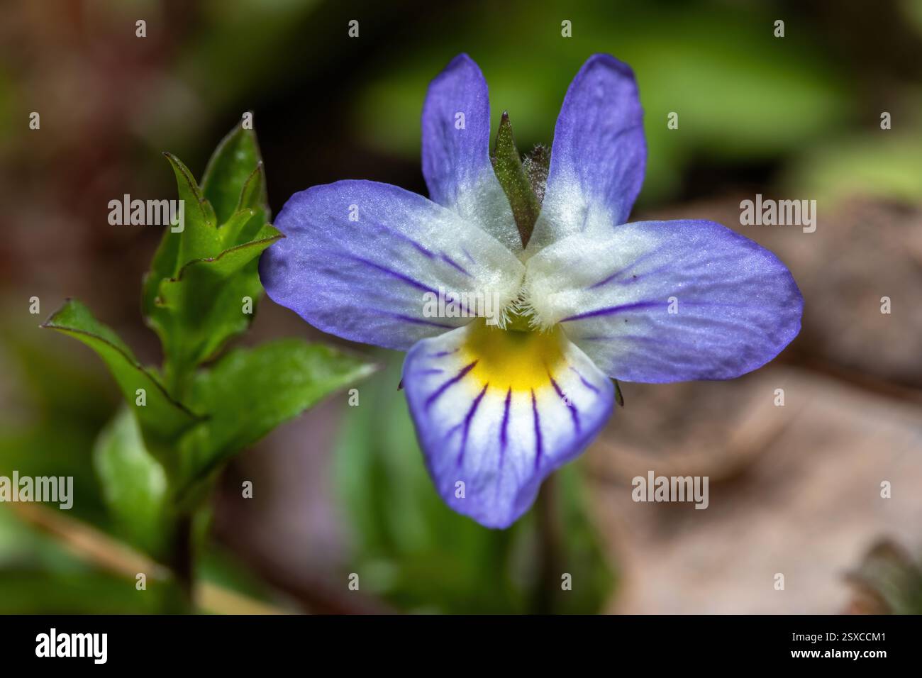 Immagine macro di un American Field Pansy. Raleigh, Carolina del Nord. Foto Stock