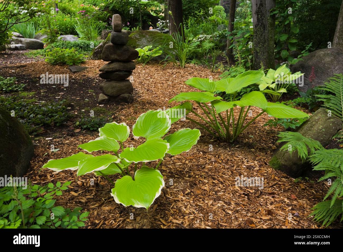 Il pacciame marrone confina con Hostas 'Sum and Subtle', 'Winter Snow', Pteridophyta - piante di felce e scultura Inukshuk nel giardino sul retro in estate, Quebec Foto Stock