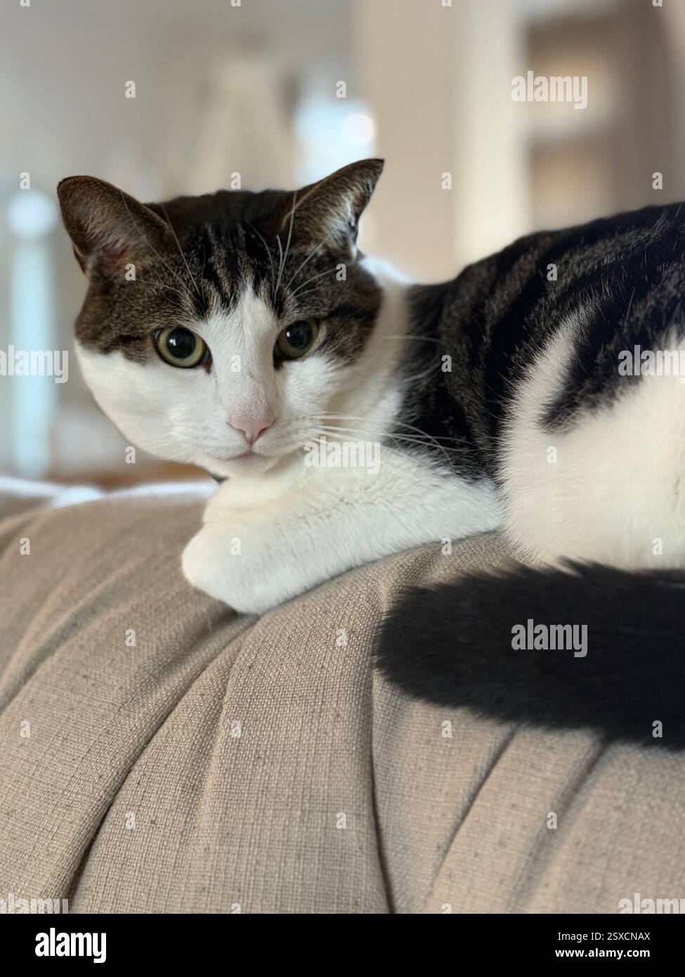 Gatto bianco e nero disteso su un divano abbronzante Foto Stock