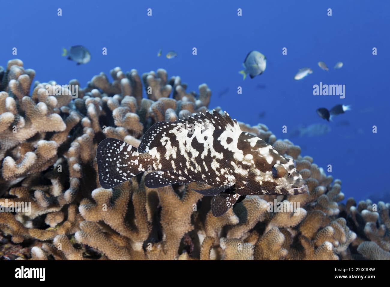 Cernia mimetica (Epinephelus polyphekadion), nuoto sulla barriera corallina, arcipelago delle Tuamotu, Polinesia francese, Pacifico meridionale, Oceano Pacifico Pacifico Pacifico, Oceania Foto Stock