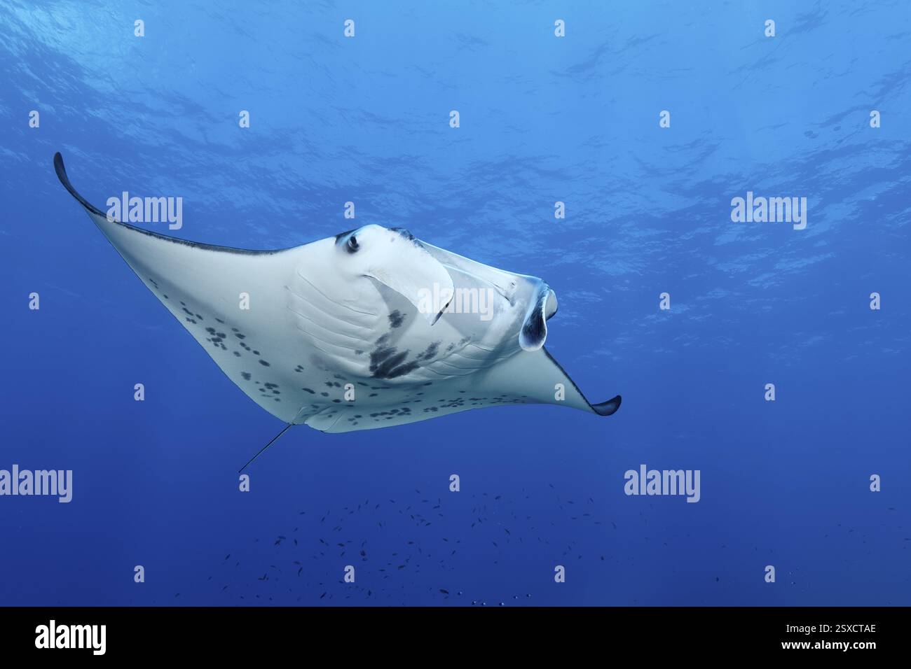 Reef Manta (Manta alfredi), nuota in mare aperto, arcipelago delle Tuamotu, Polinesia francese, Pacifico meridionale, Oceano Pacifico Pacifico, Oceania Foto Stock