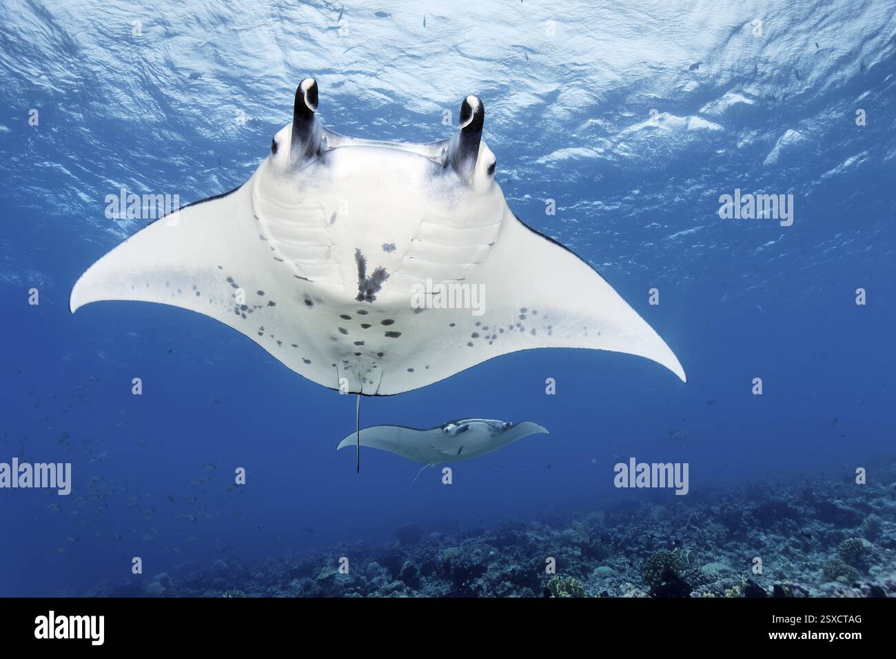 Reef Manta (Manta alfredi), due, dal basso, che nuotano sulla barriera corallina, sull'arcipelago delle Tuamotu, sulla Polinesia francese, sul Pacifico meridionale, sull'Oceano Pacifico, Oceania Foto Stock