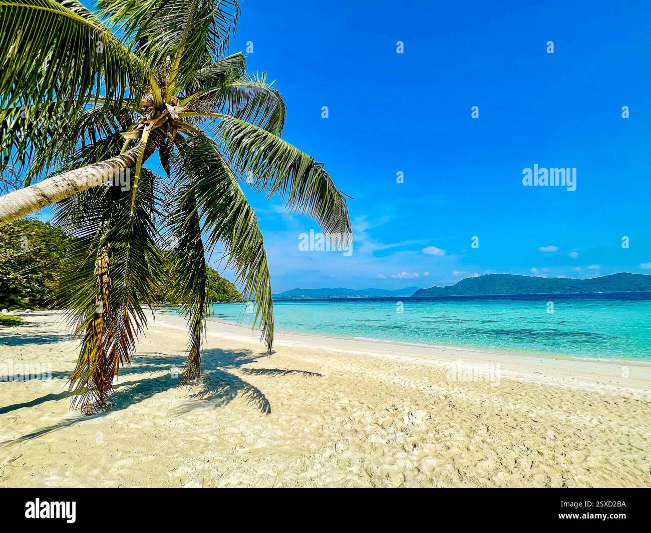Palme e Mare Turchese Una splendida spiaggia tropicale con sabbia bianca finissima e acque turchesi cristalline. Un'alta palma si appoggia graziosamente Foto Stock