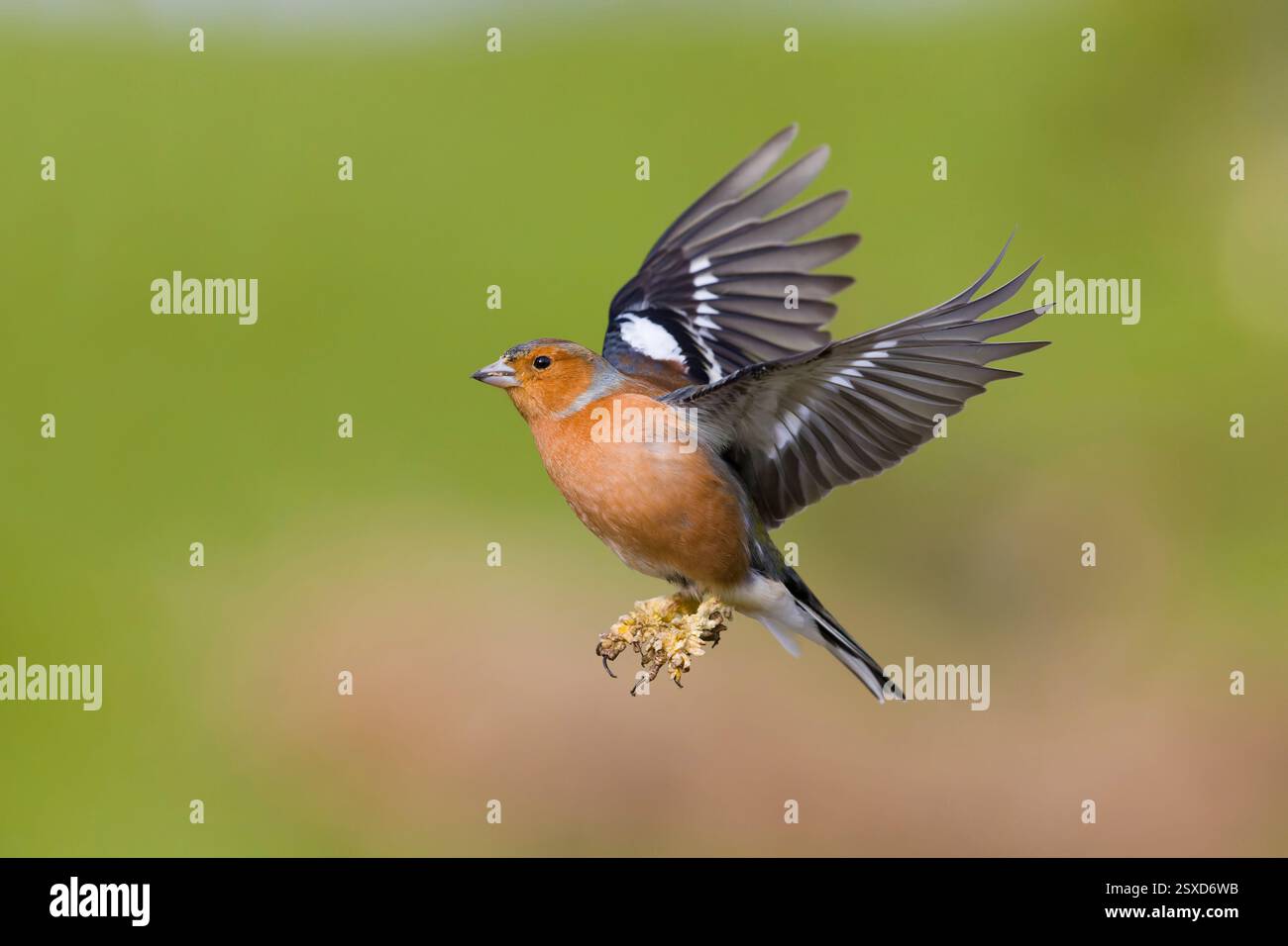 Fringilla coelebs, maschio adulto affetto da papillomatosi e/o cnemidocoptosi volando, Suffolk, Inghilterra, febbraio Foto Stock