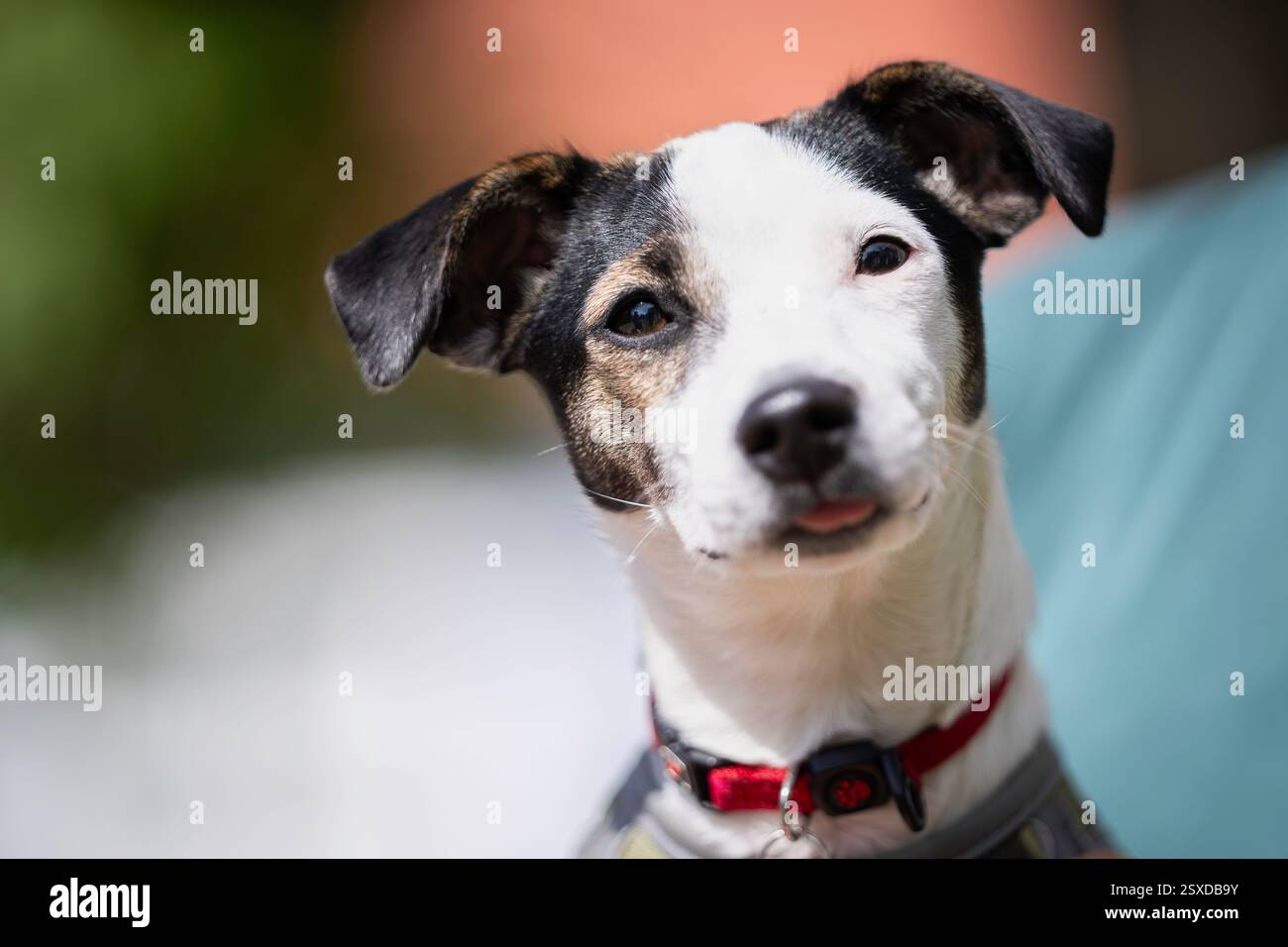 Ritratto di un cucciolo di Jack Russell Terrier. Ritratto frontale del cane Jack Russell Terrier razza. Foto Stock
