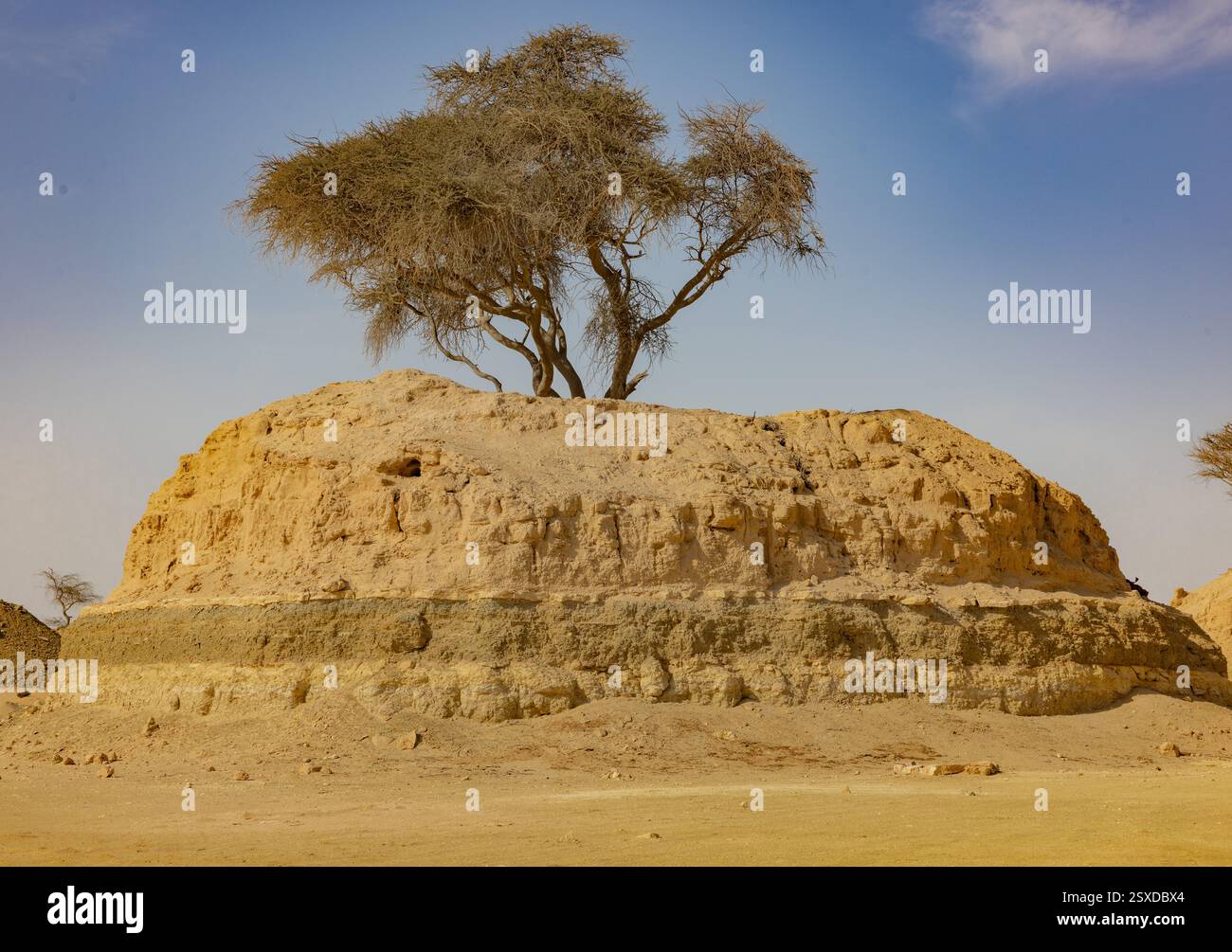 Umm Bab Beach - Palm Tree Beach Doha Qatar 24-02-2025 Foto Stock