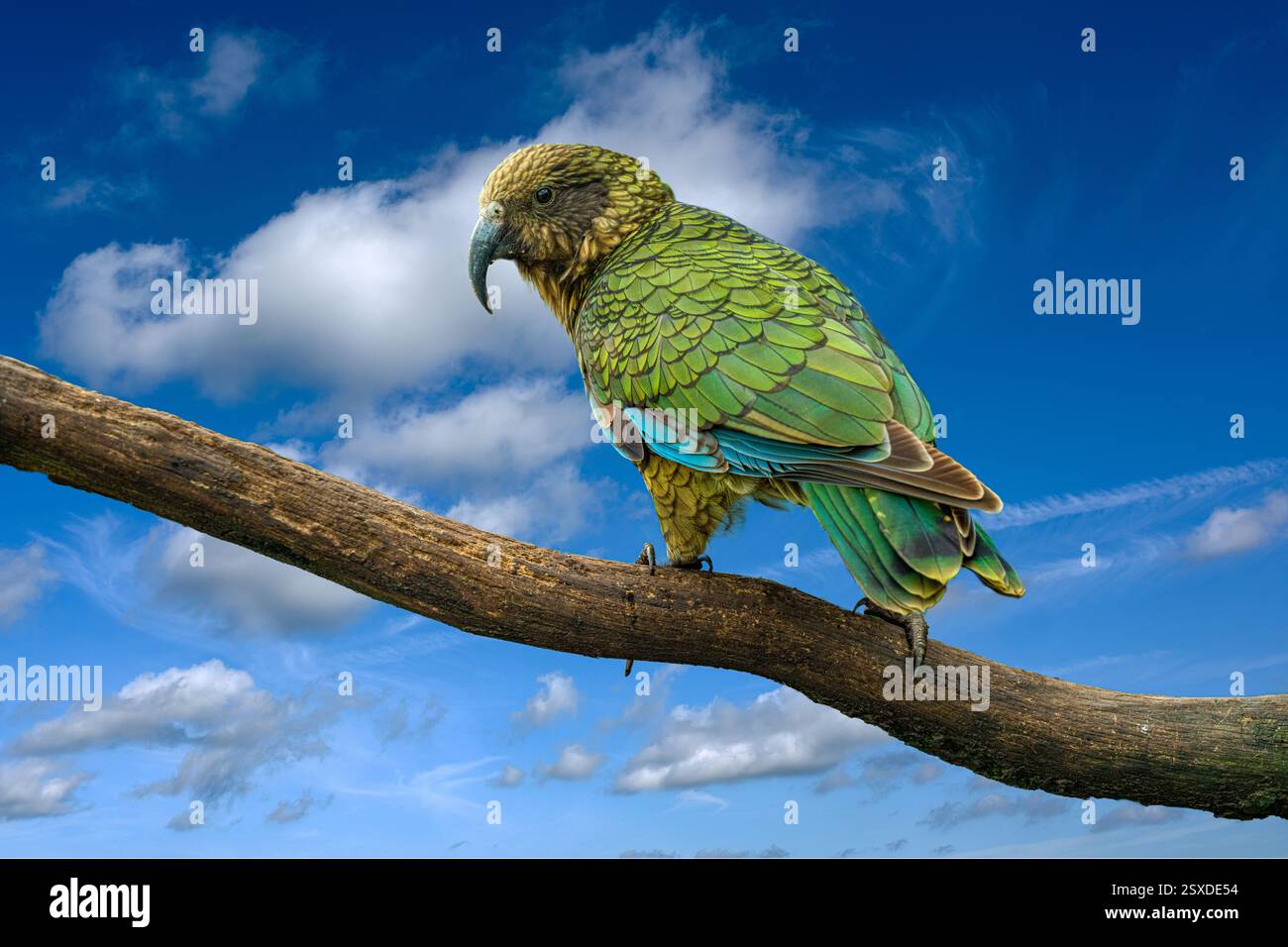 Kea (Nestor Nestor notabilis ). Il kea è una delle nove specie viventi di pappagallo endemico in nuova Zelanda. Foto Stock Kea (Nestor Nestor notabilis ). Il kea è una delle nove specie viventi di pappagallo endemico in nuova Zelanda. Foto Stock