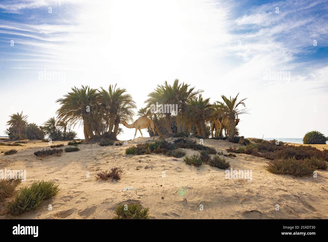 Umm Bab Beach - Palm Tree Beach Doha Qatar 24-02-2025 Foto Stock