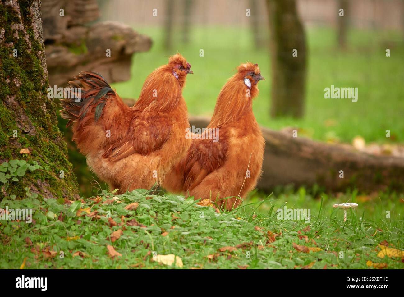 Ein goldbraunes Seidenhuhnpaar steht auf einer Grünen Wiese zwischen Bäumen – ihr flauschiges Gefieder hebt sich weich vom natürlichen Umfeld ab. Foto Stock