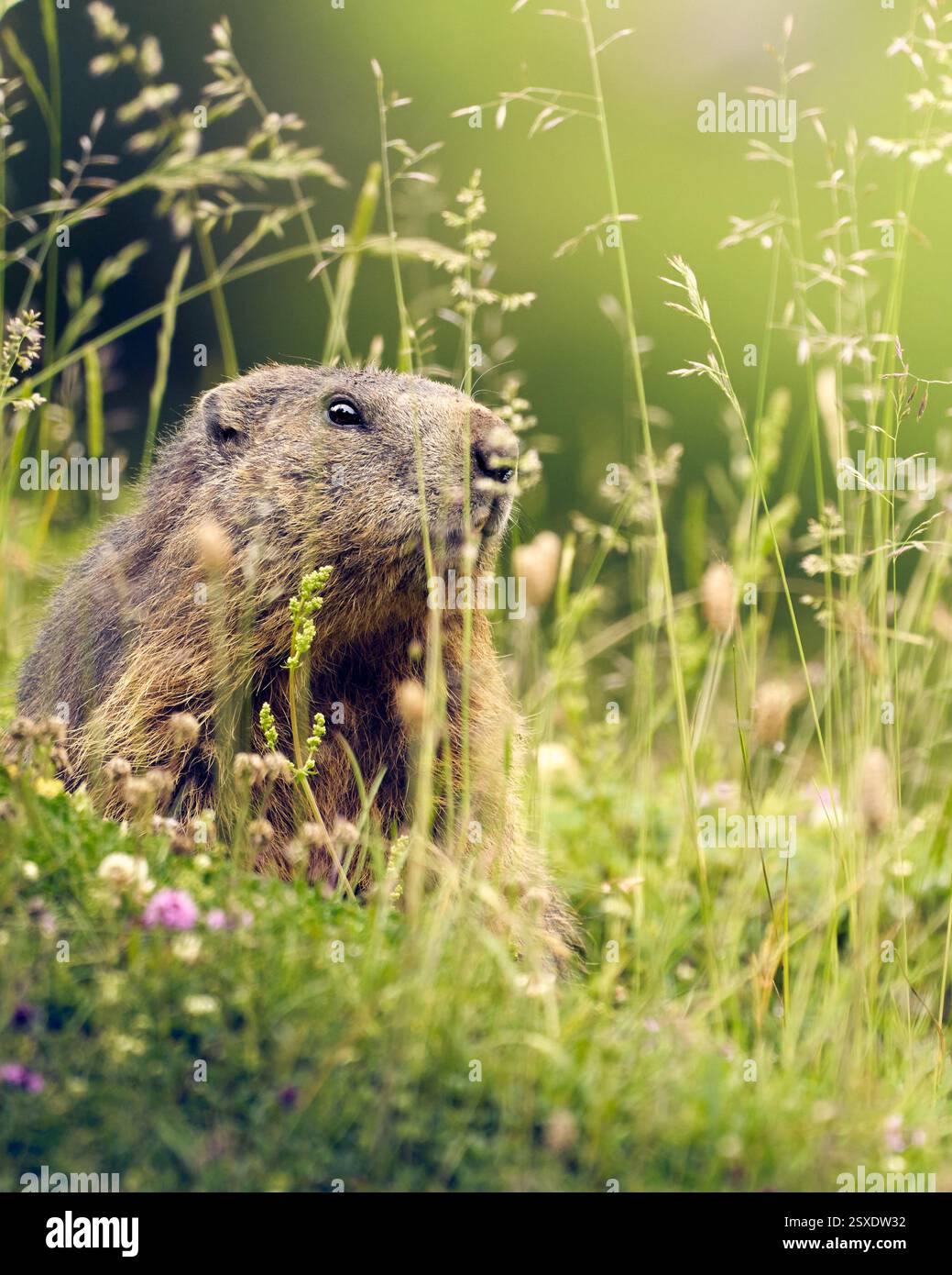 Ein Alpen-Murmeltier (Marmota marmota) sitzt auf einer blühenden Bergwiese, umgeben von Gräsern und Blumen, vor einem sanft Grünen Hintergrund. Foto Stock