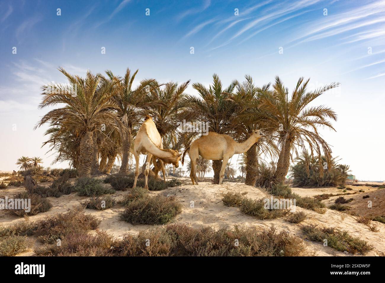 Umm Bab Beach - Palm Tree Beach Doha Qatar 24-02-2025 Foto Stock