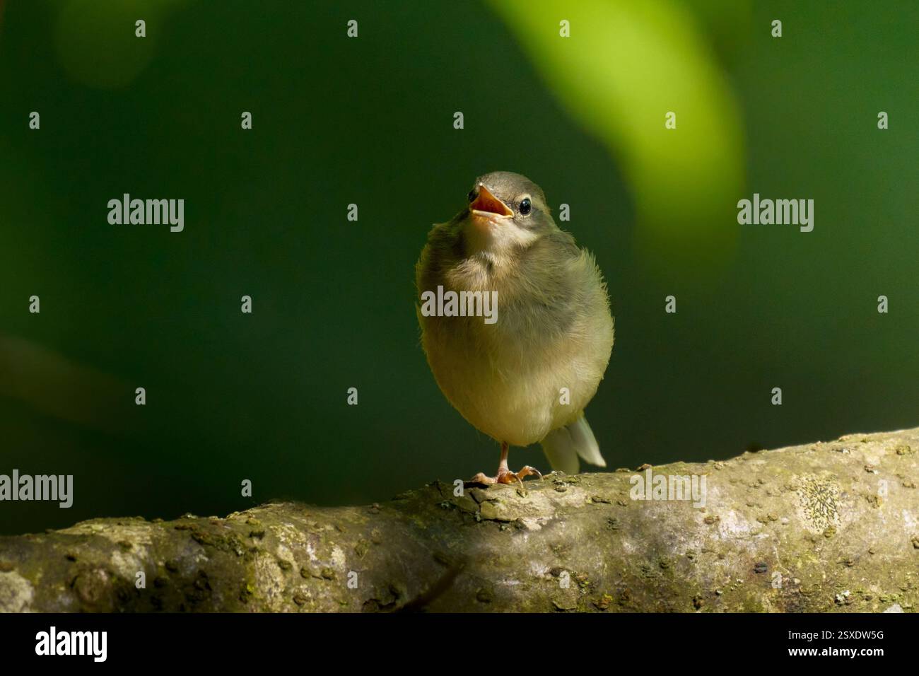 Eine junge Gebirgsstelze (Motacilla cinerea) sitzt auf einem AST vor grünem Hintergrund. Foto Stock
