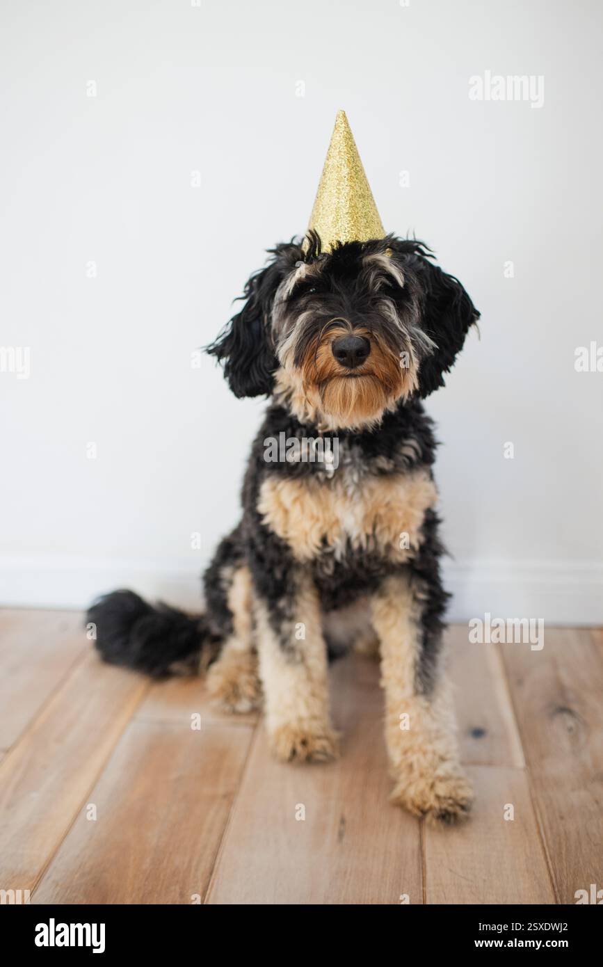 Cane con cappello per la festa di compleanno Foto Stock