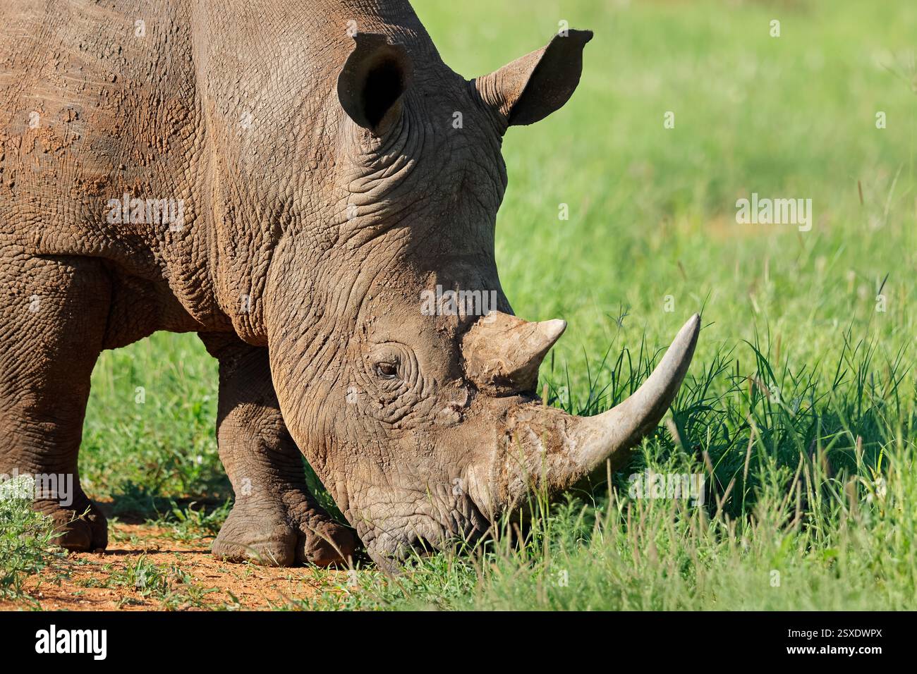 Ritratto su un rinoceronte bianco in via di estinzione (Ceratotherium simum), Sudafrica Foto Stock Ritratto su un rinoceronte bianco in via di estinzione (Ceratotherium simum), Sudafrica Foto Stock
