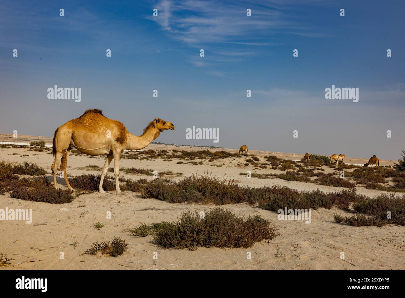 Umm Bab Beach - Palm Tree Beach Doha Qatar 24-02-2025 Foto Stock