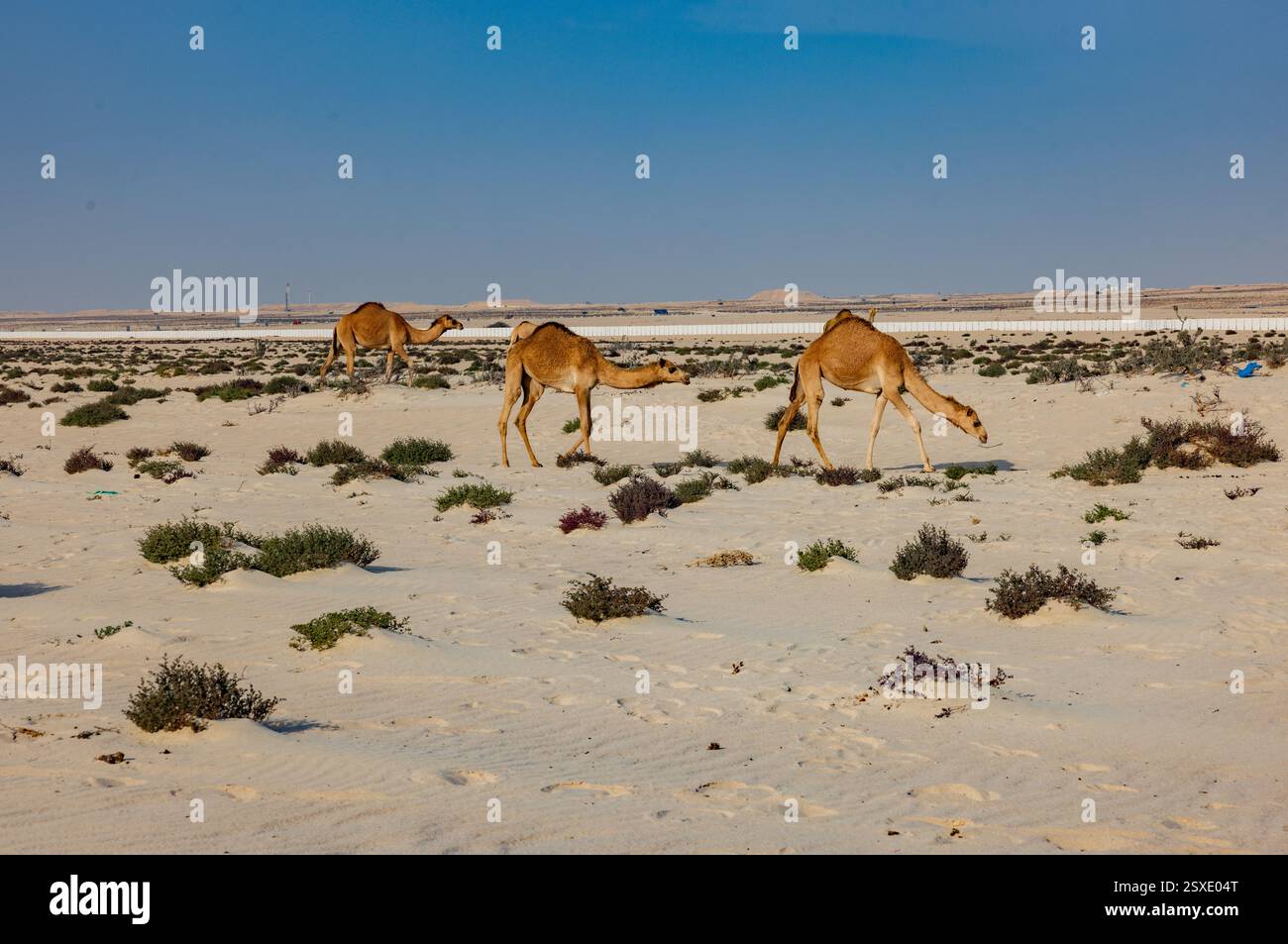 Umm Bab Beach - Palm Tree Beach Doha Qatar 24-02-2025 Foto Stock