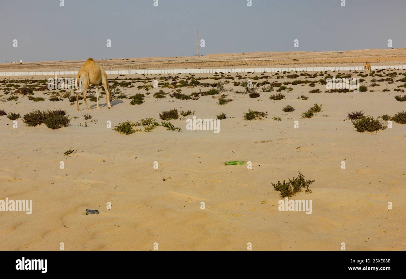 Umm Bab Beach - Palm Tree Beach Doha Qatar 24-02-2025 Foto Stock