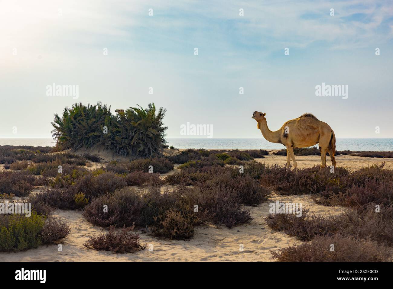 Umm Bab Beach - Palm Tree Beach Doha Qatar 24-02-2025 Foto Stock