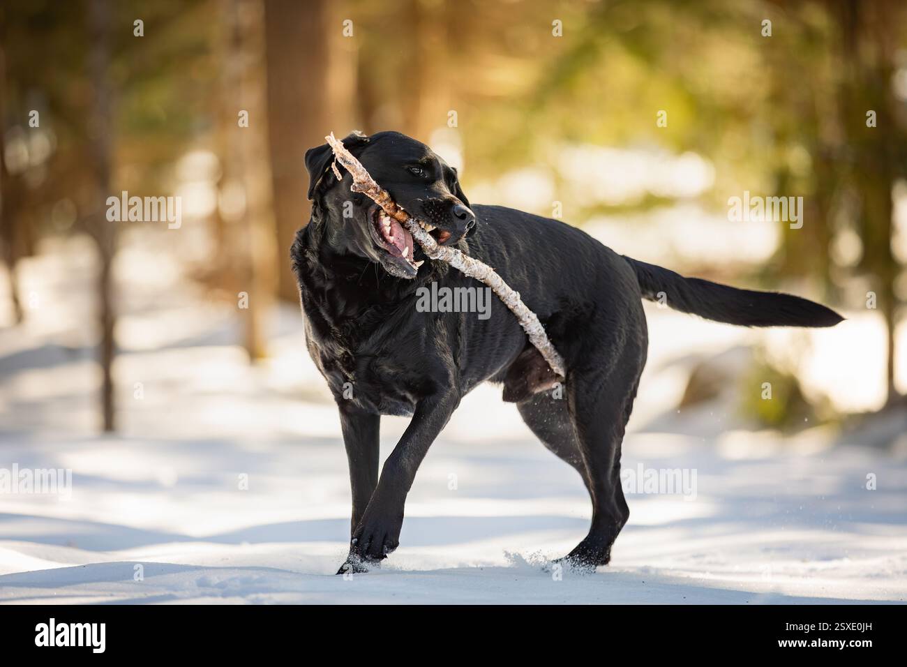 Black Labrador Retriever trasporta un grande bastone nella neve Foto Stock