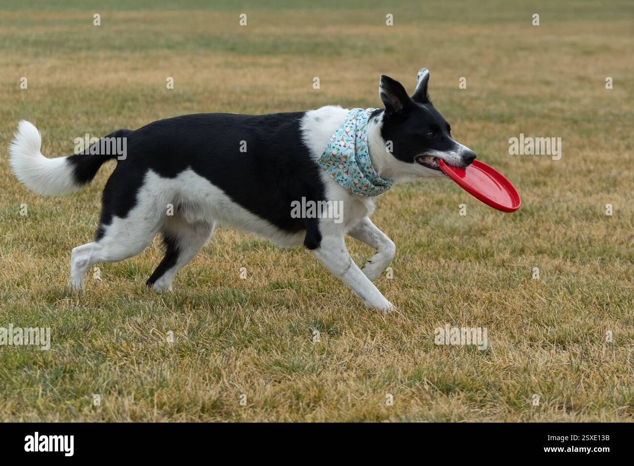 collie di bordo con disco rosso Foto Stock