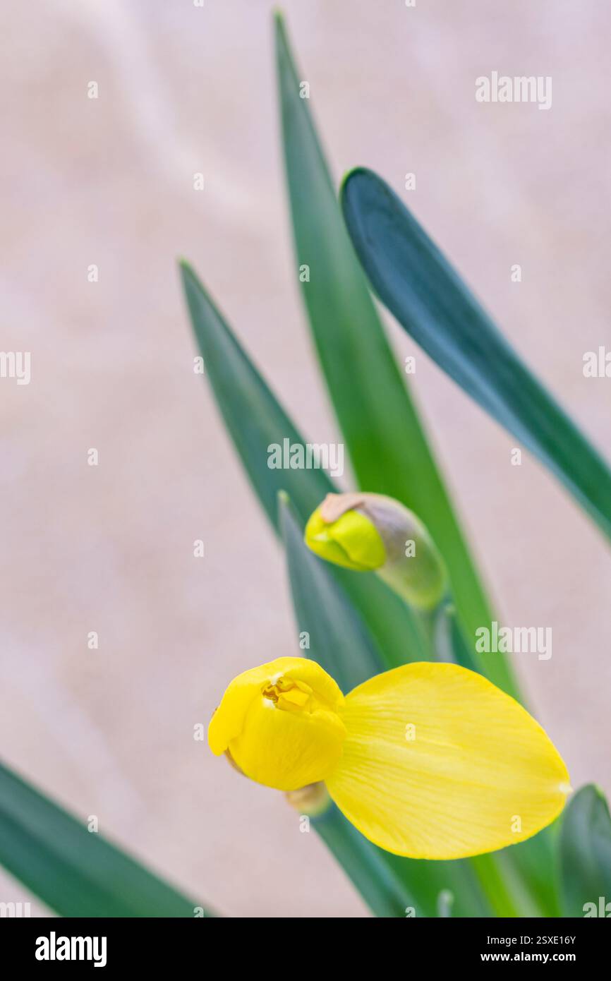 Narcisi selvatici, Narcissus pseudonarcissus , famiglia delle Amaryllidaceae, Maiorca, Isole Baleari, Spagna. Foto Stock