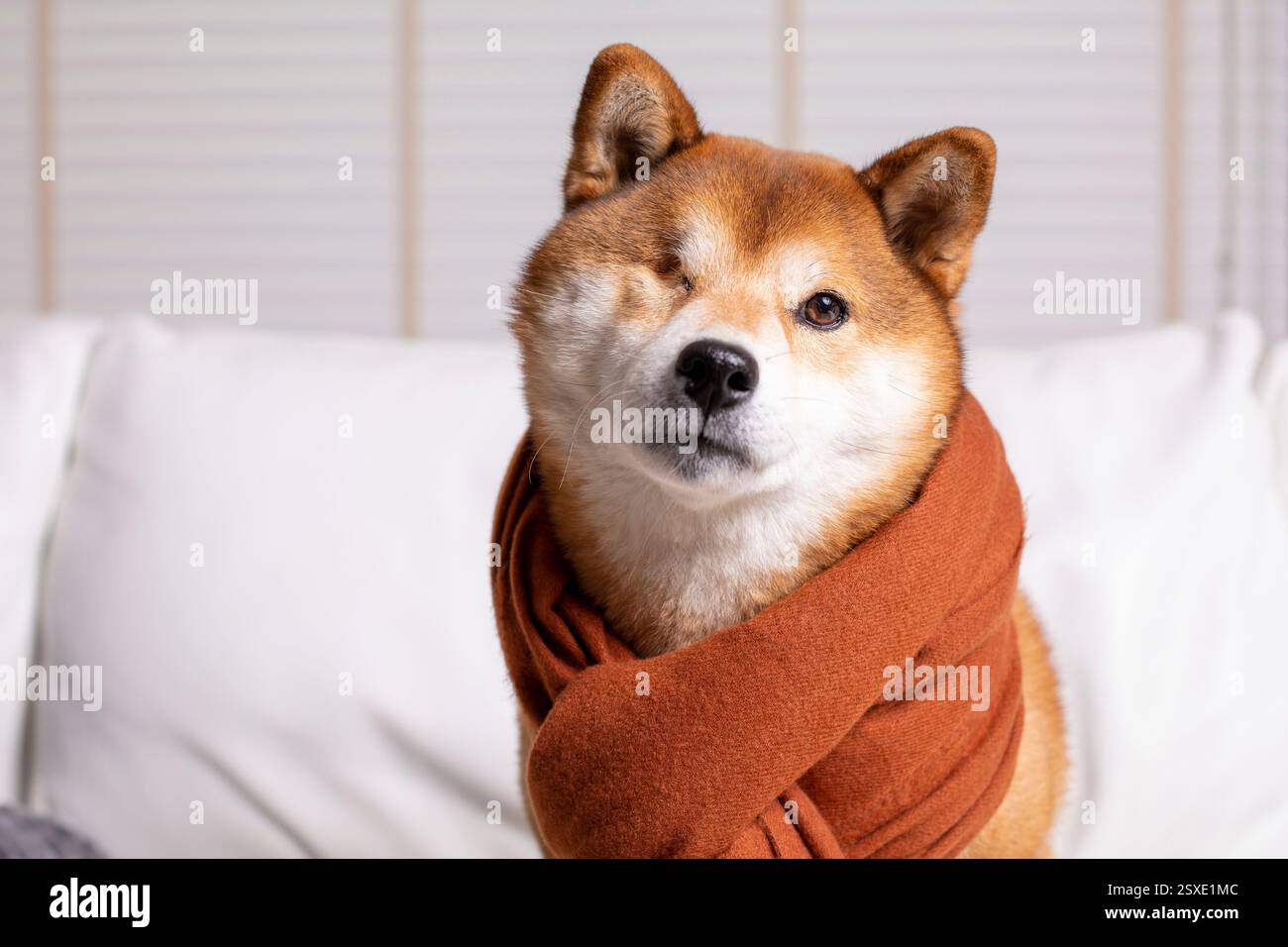 Uno Shiba Inu con un occhio solo indossa un'accogliente sciarpa marrone, seduta su un divano bianco con uno sfondo morbido. Foto Stock