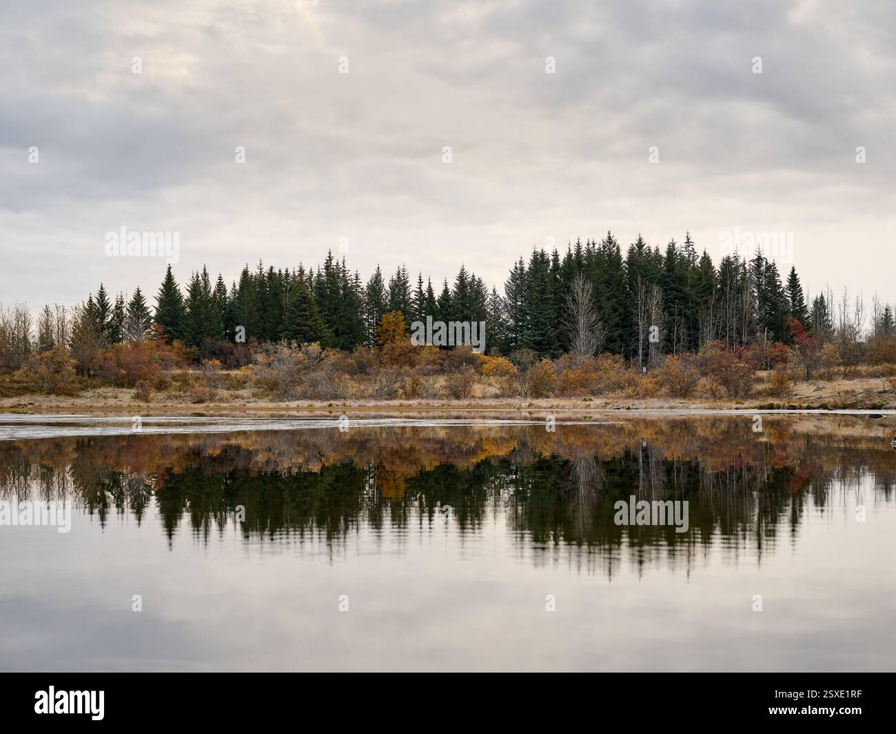 Foresta Evergreen che si riflette in un lago calmo in autunno Foto Stock