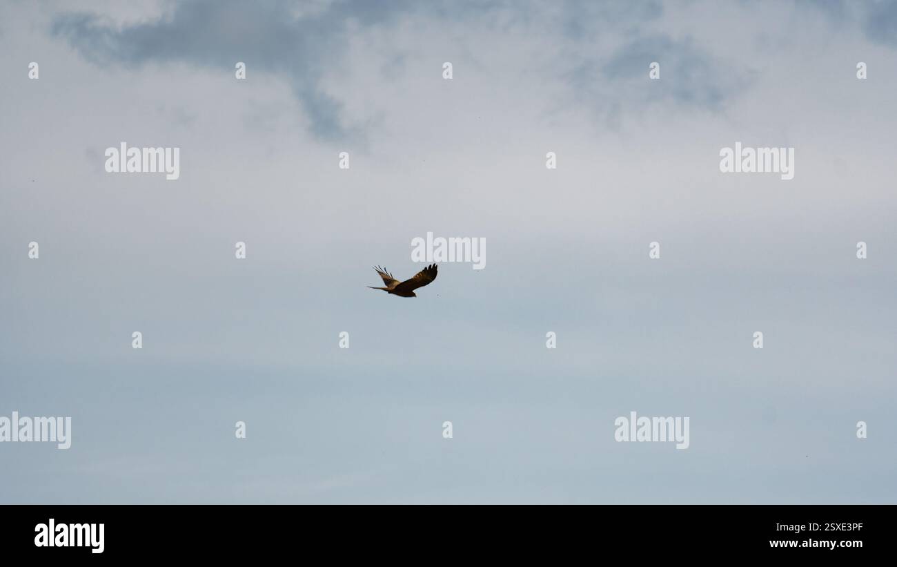 Un uccello maestoso vola attraverso il cielo in volo contro un orizzonte morbido e nuvoloso Ngorongoro Tanzania Africa Foto Stock