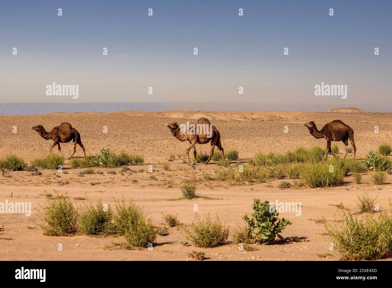 Erg Chigaga è un vasto deserto di dune di sabbia in Marocco. Foto Stock