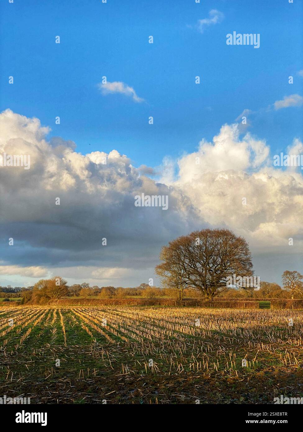 Terreni agricoli nel tardo inverno con sole e cielo blu Foto Stock