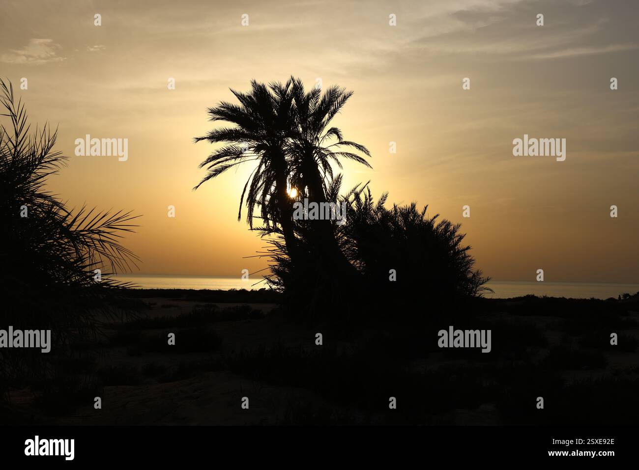 Umm Bab Beach - Palm Tree Beach Doha Qatar 24-02-2025 Foto Stock