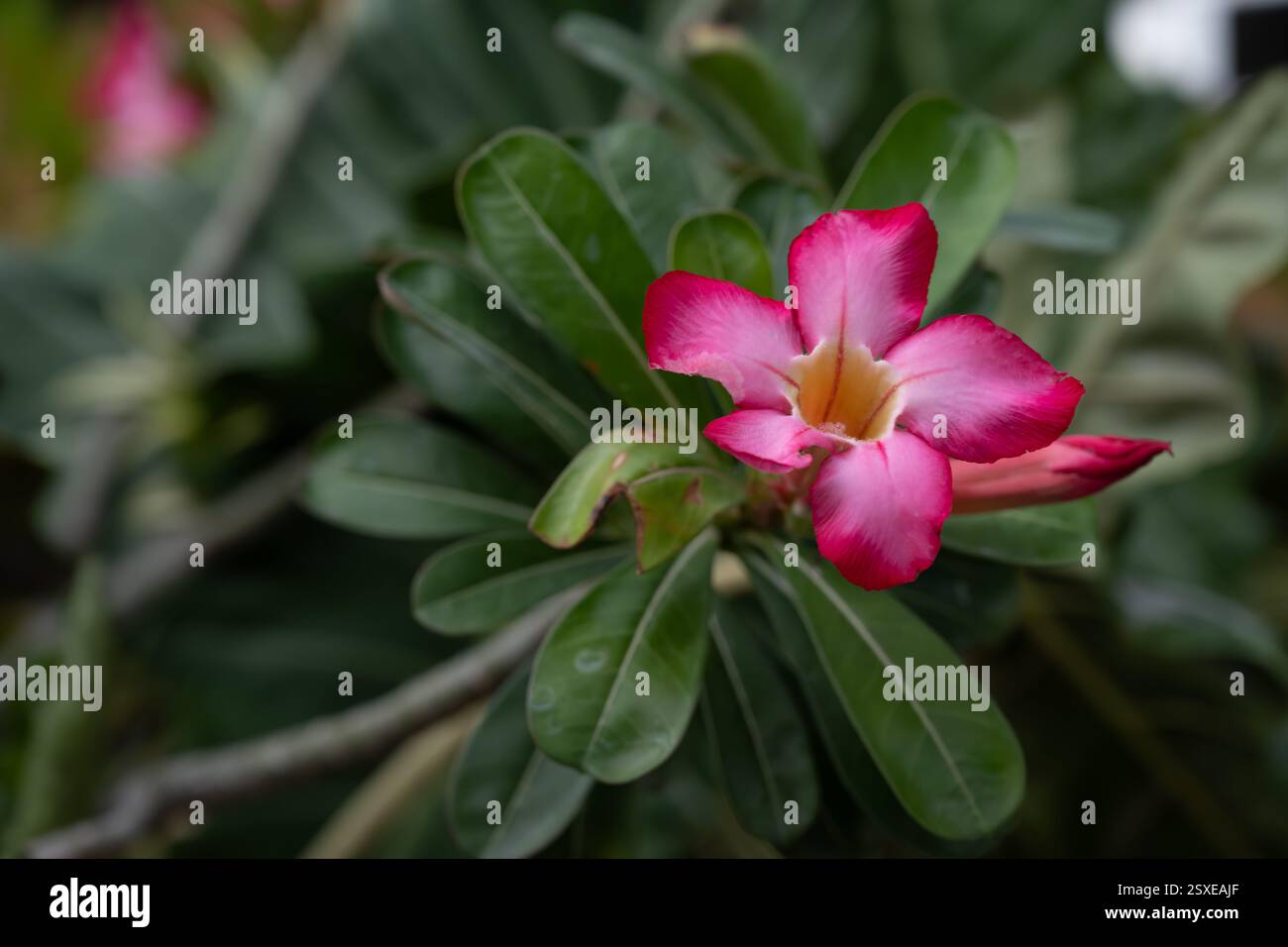 Un'immagine ravvicinata di un fiore rosso brillante. Desert Rose, adenium obesum, frangipani giapponese. Esotico fiore tropicale di colore rosso, magenta o rosa Foto Stock