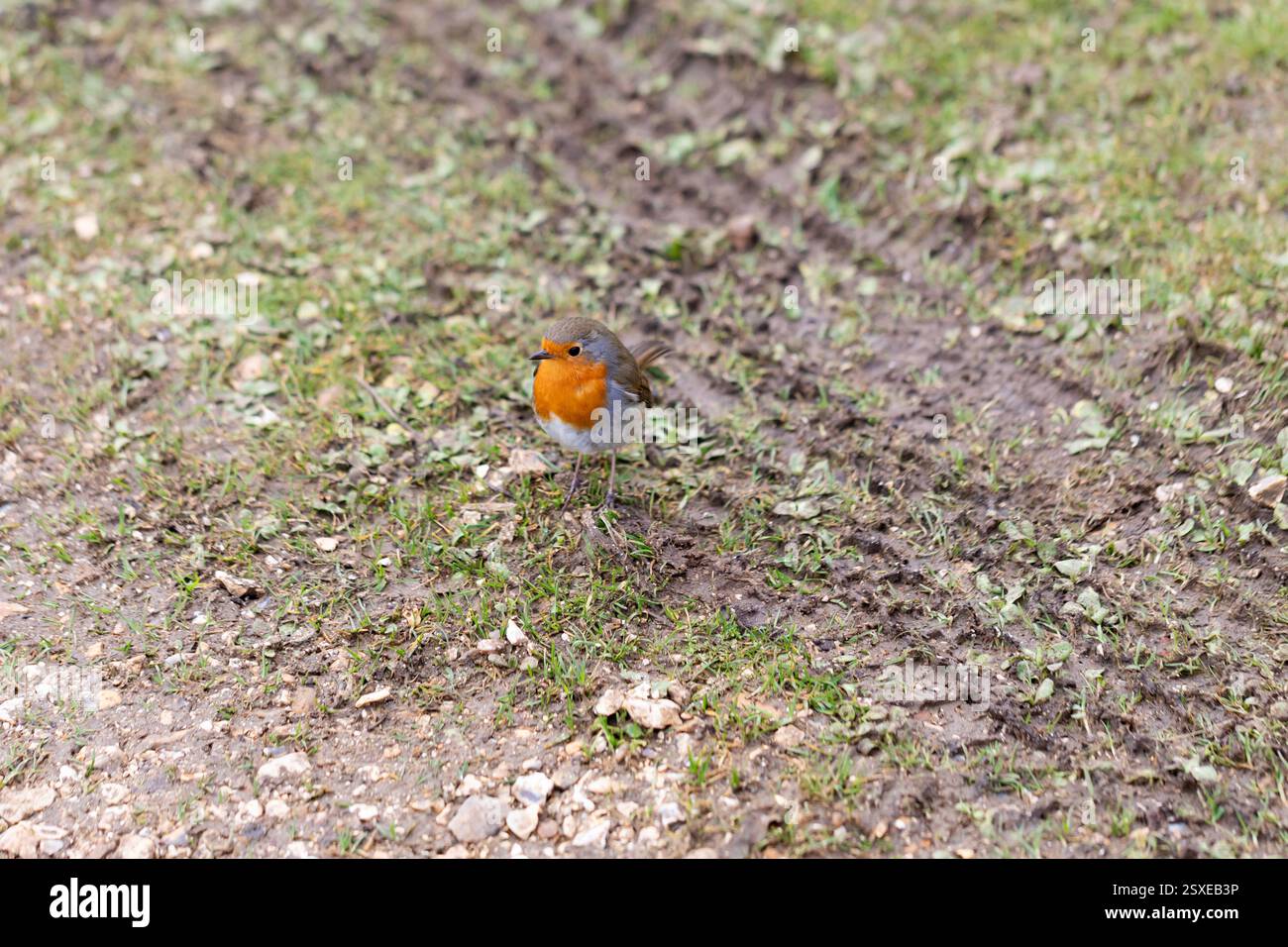 Un Robin europeo, erithacus rubecula sul campo in inverno. Foto Stock