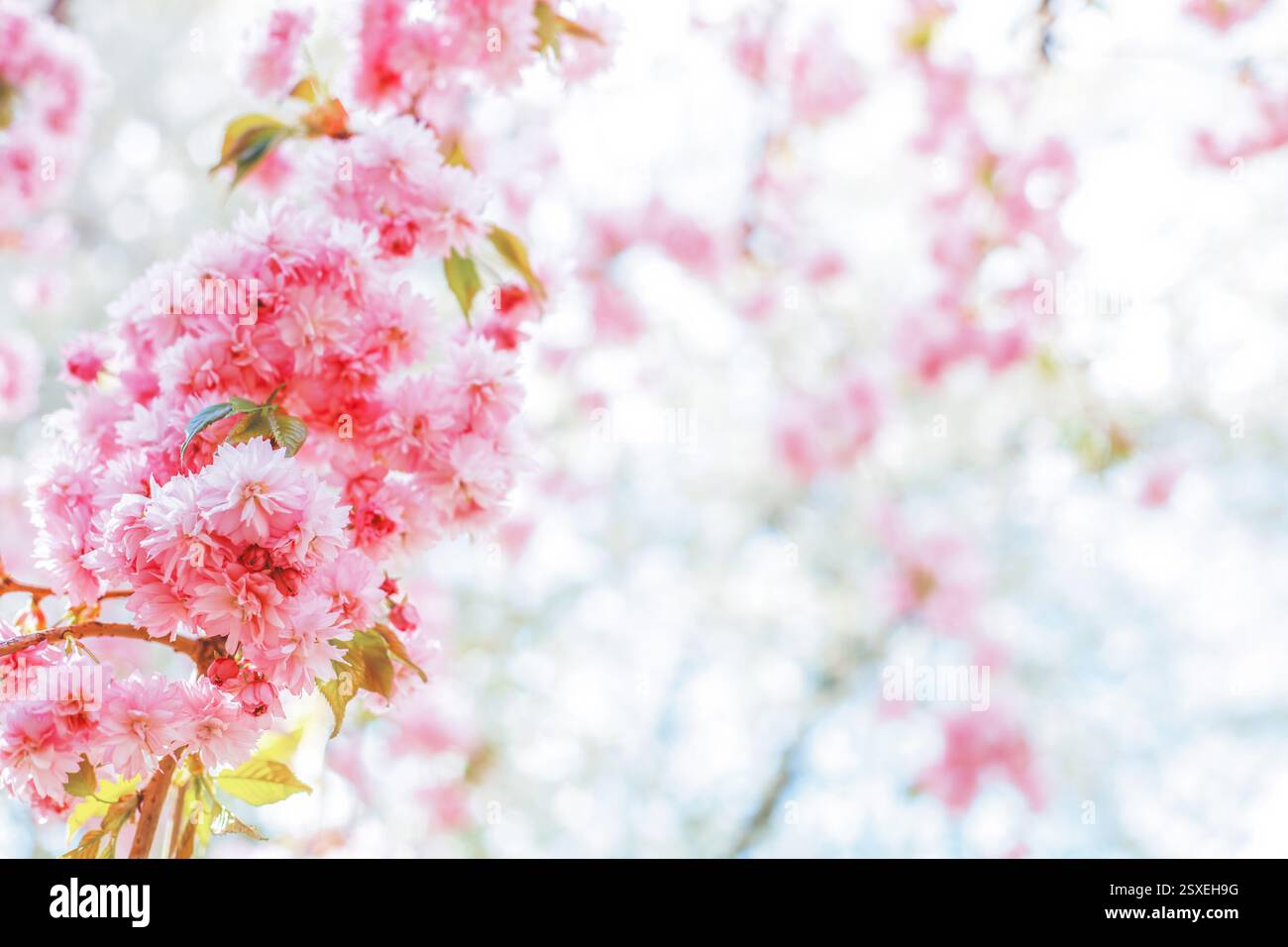La bellezza fiorisce sullo sfondo del giardino di primavera. Ciliegi giapponesi rosa sullo sfondo sfocato del bokeh. Ramo del bellissimo albero sakura in fiore in primavera Foto Stock